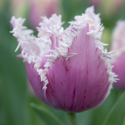 Tulip, Single Early Tulip, Single Late Tulip, Double Early Tulip, Double Late Tulip, Lily Tulip, Fringed Tulip, Greigii Tulip, Parrot Tulip, Spring Flowers